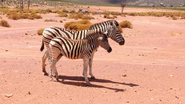 Seitenansicht eines jungen Zebras, das neben einem erwachsenen steht. Zebras jagen Insekten mit dem Schwanz und wedeln mit der Mähne. Safaripark, Südafrika - Filmmaterial, Video