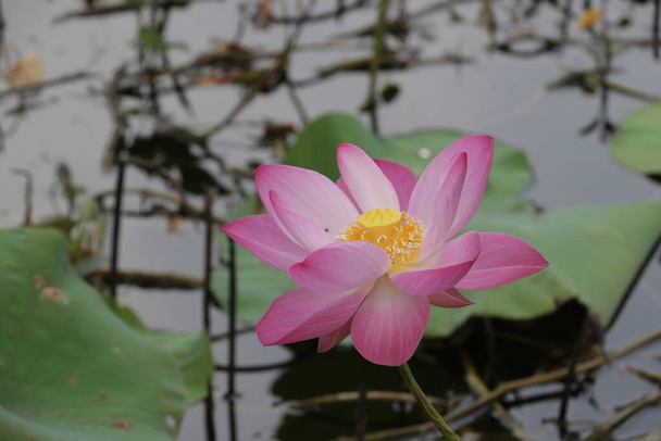 Le gros lotus est une source de nourriture pour de nombreux insectes. et est une fleur religieuse bouddhiste ou de montrer du respect dans de nombreuses cérémonies traditionnelles - Photo, image