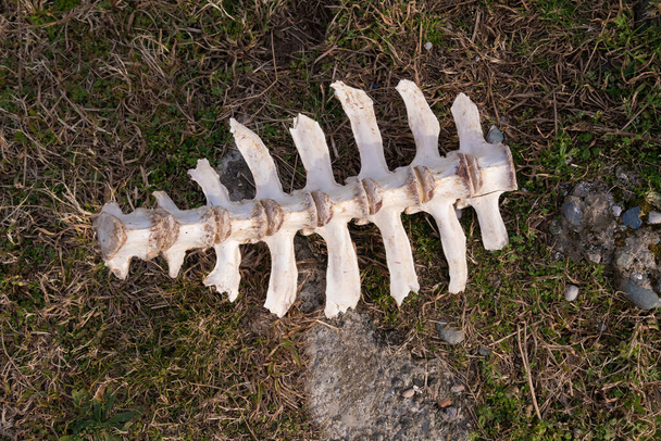 Primer plano de una parte del esqueleto de un animal de cuernos grandes en la hierba - Foto, Imagen