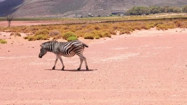 Gyönyörű vadállat lassan sétál és áll a táj. Csóválja a farkát, hogy megvédje a rovarokat. Safari park, Dél-Afrika - Felvétel, videó
