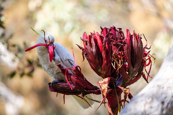 Cacatúa australiana de cresta de azufre alimentándose en Gymea Lily flower - Foto, imagen