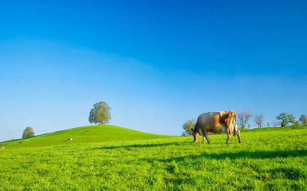 Корова на пастбище в солнечный день. Сельское хозяйство Швейцарии. Фото в высоком разрешении. - Фото, изображение