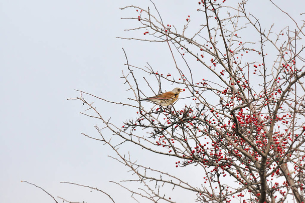 Fieldfare (Turdus pilaris) colorful bird sits on tree branches, eats red hawthorn berries during the day. - Photo, Image