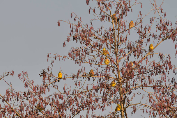 Yellowhammer (Emberiza Citrinella), little yellow birds sit high on tree branches. - Photo, Image