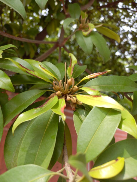 Pflanzenname ist chiku Pflanze, sapodilla Pflaume - Foto, Bild