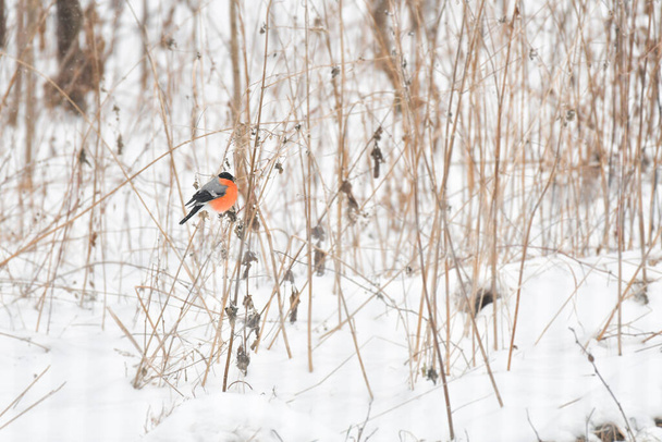 Bullfinches (Pyrrhula), un pajarito con vientre naranja, se sienta en una delgada rama en un día de invierno. - Foto, Imagen