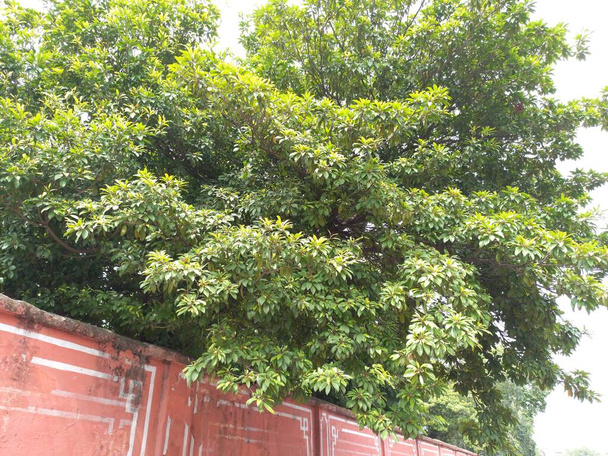 Plant name is chiku plant,  sapodilla plum - Photo, Image