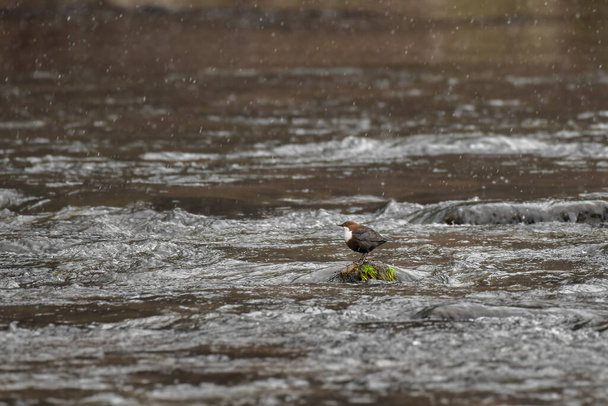 Ковш (Cinclus cinclus) - маленькая коричневая белобрюхая водоплавающая птица, стоящая на скале, выступающей из реки, ожидая, пока рыба пройдет мимо. - Фото, изображение