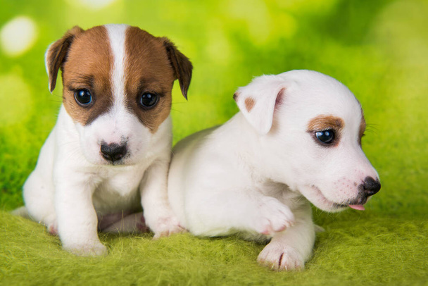 Két aranyos Jack Russell terrier kiskutyák ül zöld háttér - Fotó, kép