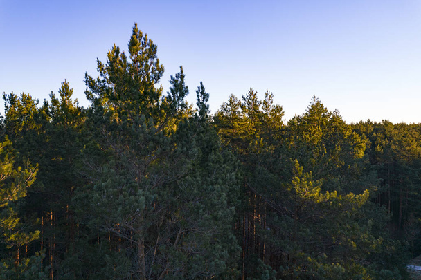 Drone tiro aéreo de florestas de pinheiros verdes e bosques de vidoeiro primavera com textura bonita de copas de árvores douradas. Nascer do sol, pôr do sol na primavera. Raios solares rompendo árvores em montanhas em tempo dourado - Foto, Imagem