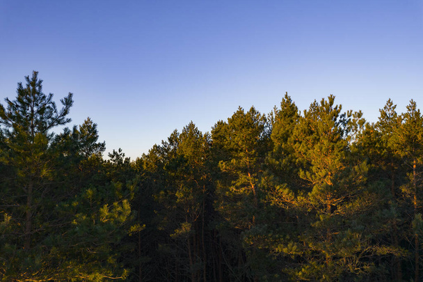 Captura aérea de drones de bosques de pinos verdes y bosques de abedules de primavera con hermosa textura de copas de árboles dorados. Amanecer, atardecer en primavera. Rayos del sol rompiendo árboles en las montañas en el tiempo dorado - Foto, Imagen