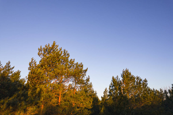 Captura aérea de drones de bosques de pinos verdes y bosques de abedules de primavera con hermosa textura de copas de árboles dorados. Amanecer, atardecer en primavera. Rayos del sol rompiendo árboles en las montañas en el tiempo dorado - Foto, Imagen