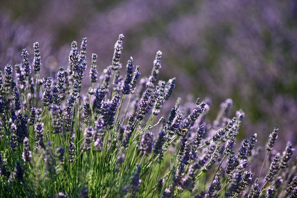 Fleurs de lavande photographiées contre la lumière dans un champ de Provence. - Photo, image