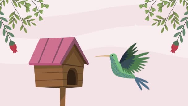 colibrí con pájaro casa primavera escena - Metraje, vídeo