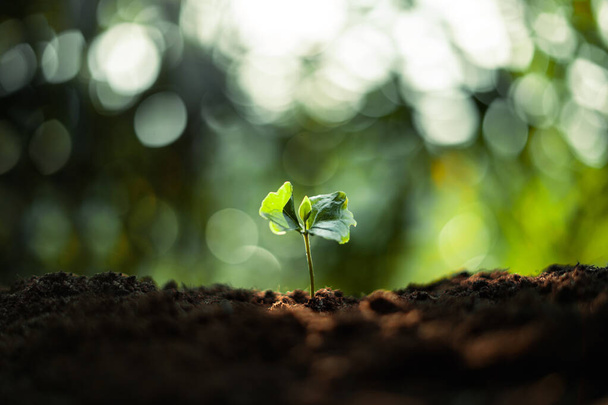 成長の木のコンセプトコーヒー豆の苗自然背景、コーヒー木 - 写真・画像