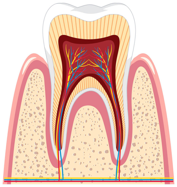 Tooth anatomy in gum on white background illustration - Vector, Image