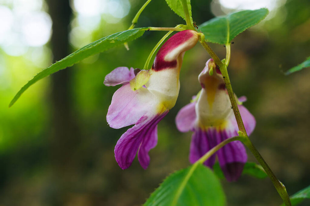 Beauty impatiens psittacina, flor de loro en la montaña Doi Luang Chiang Dao, Chiang Mai, Tailandia - Foto, Imagen