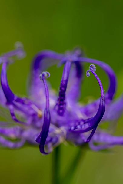 Phyteuma orbiculare flor que crece en las montañas - Foto, imagen