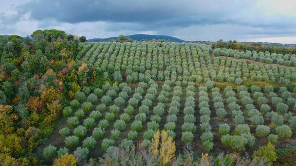 Olive tree fields in Tuscany aerial view - Foto, Imagem