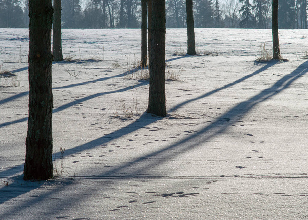 Beyaz kar üzerinde koyu ağaç gövdeleri ve gölgeli kış resimleri, kış zamanı. - Fotoğraf, Görsel