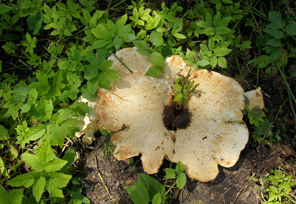 Pollo comestible del bosque hongos laetiporus sulphureus también conocido como champiñón estante de azufre
 - Foto, imagen