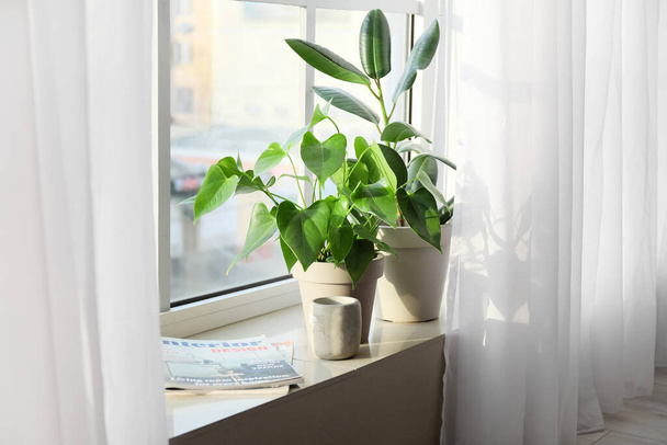 Plantes d'intérieur vertes, bougie et magazine sur le rebord de la fenêtre - Photo, image