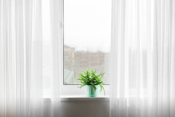 Topf mit grüner Aloe Vera Zimmerpflanze auf Fensterbank - Foto, Bild