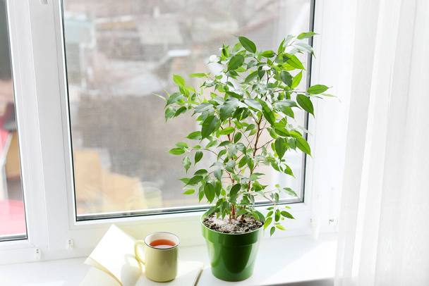 Zöld házi növény, csésze tea és könyv ablakpárkányra - Fotó, kép