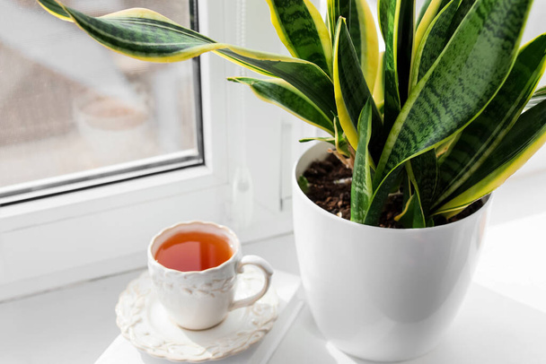 Topf mit grüner Zimmerpflanze und Tasse Tee auf Fensterbank - Foto, Bild