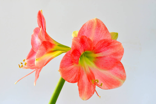 Амариллис, цветок крупным планом
 - Фото, изображение