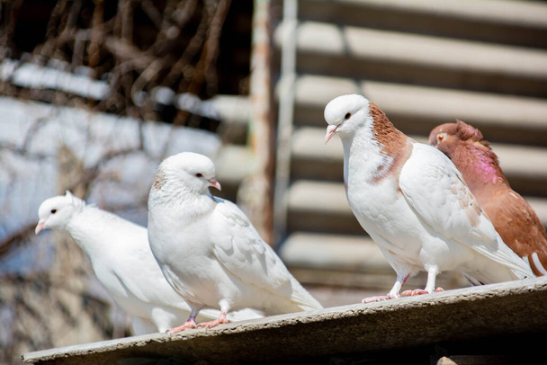 Птицы сидят на крыше гнезда. Несколько голубей на крыше. Красивые птицы - Фото, изображение