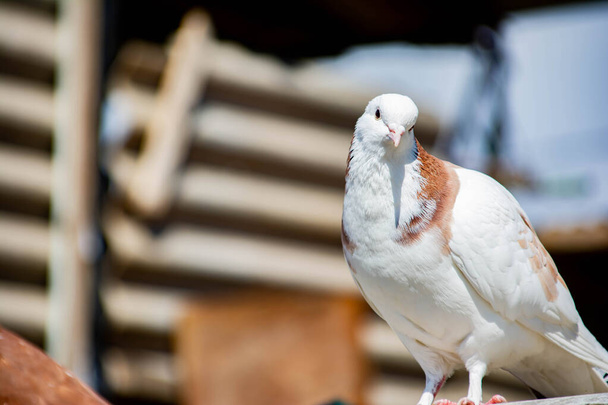 Kuş, evin çatısında oturur. Güzel güvercin - Fotoğraf, Görsel