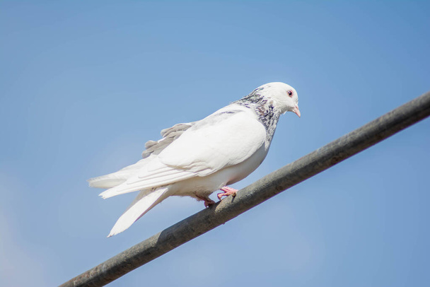 Fehér galamb a természetben. Fehér madarak ülnek egy csövön. - Fotó, kép