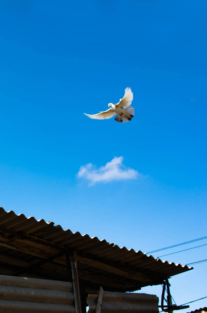 Lintu lentää sinisellä taivaalla. Lintu räpyttelee siipiään - Valokuva, kuva
