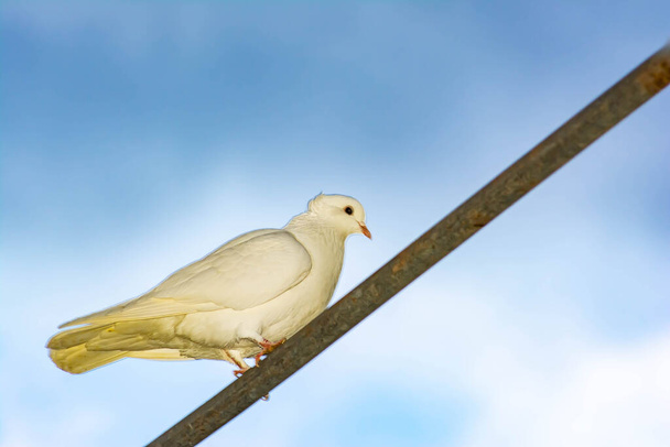 Λευκό περιστέρι στη φύση. Λευκά πουλιά κάθονται σε ένα σωλήνα - Φωτογραφία, εικόνα