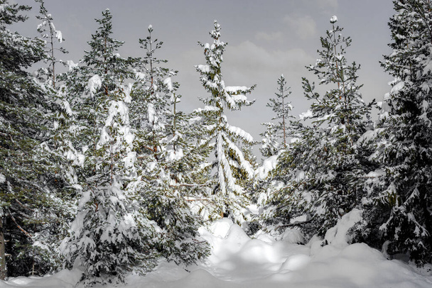 Natale inverno abete neve sfondo - Foto, immagini