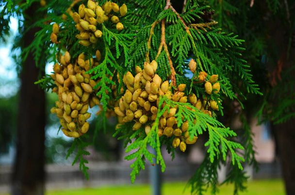 Braune Knospen mit Samen an Zweigen von Thuja occidentalis aus nächster Nähe. Nördliche Weißzeder, östliche Arborvitae, Lebensbaum. - Foto, Bild