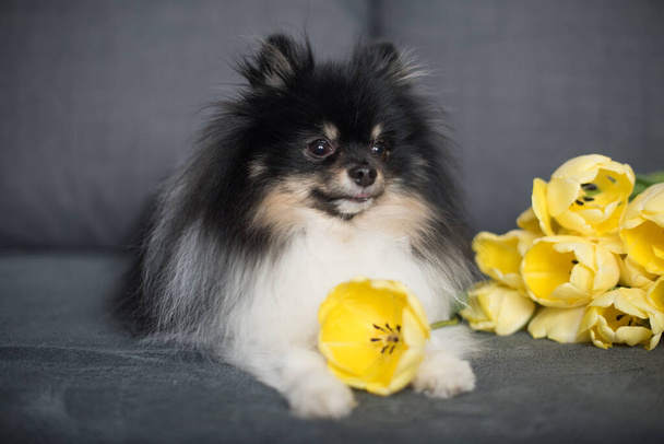 Гарний відтінок серед жовтих тюльпанів. День національного собаки. День жінок. Всесвітній день тварин - Фото, зображення