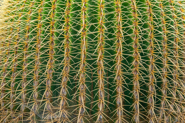 Cactus spines texture background, graphic resource - Photo, image