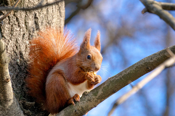 Eichhörnchen sitzt auf Ast und frisst eine Nuss - Foto, Bild