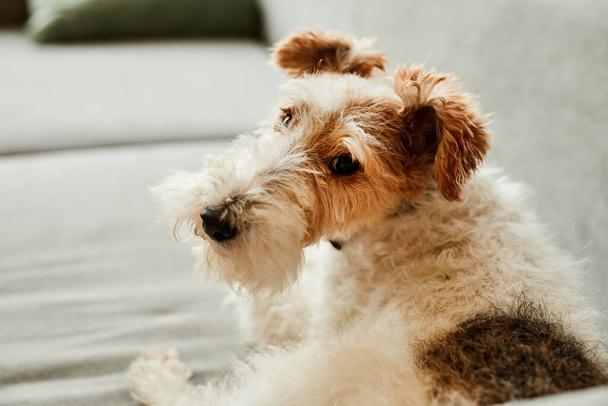 Gemütliches Porträt eines zotteligen Hundes, der zu Hause auf dem Sofa liegt und vom Sonnenlicht erhellt wird, Kopierraum - Foto, Bild