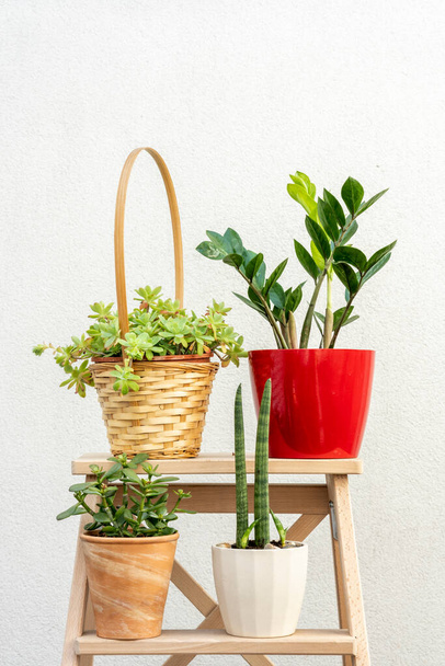 Vertical shot of a raw wooden staircase with four plants, succulents, sansevieria cylindrica, echeveria and zamioculca in a red pot - Foto, afbeelding