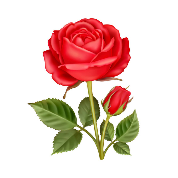 колекція квітів троянд 2
 - Вектор, зображення