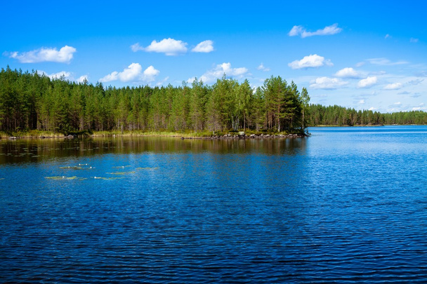 сосновий ліс біля озера
 - Фото, зображення