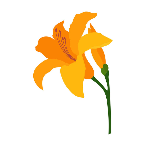 Lilie Blume isoliert auf weißem Hintergrund - Vektor, Bild