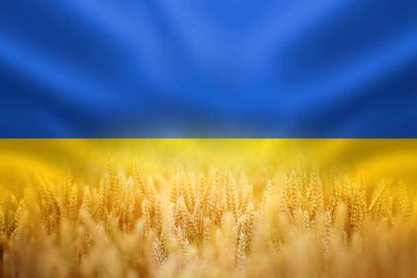 Símbolo de Ucrania - Bandera azul amarilla nacional ucraniana con el primer plano de la cosecha de trigo dorado maduro  - Foto, imagen