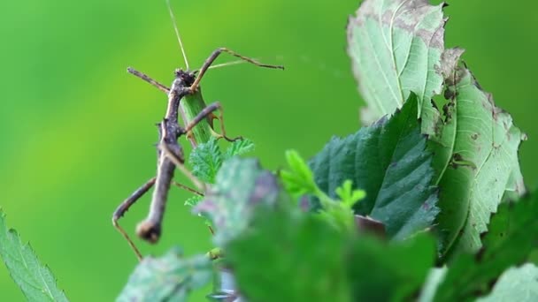 Braune Stockwanze, wandelndes Insekt, Phasmatodea-Makro von der Seite mit blauem Rücken - Filmmaterial, Video