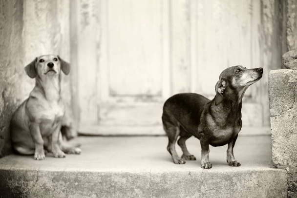 2つの悲しいと怖いのモノクロームの画像は、捨てられたゴミミックス犬は、別の家の正面に待っている。フィールドの浅い深さ、近くの犬の目に選択的な焦点 - 写真・画像