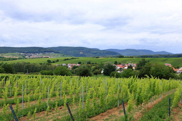 Uitzicht van wijngaarden naar een klein dorp op de Duitse wijnroute in de palts - Foto, afbeelding