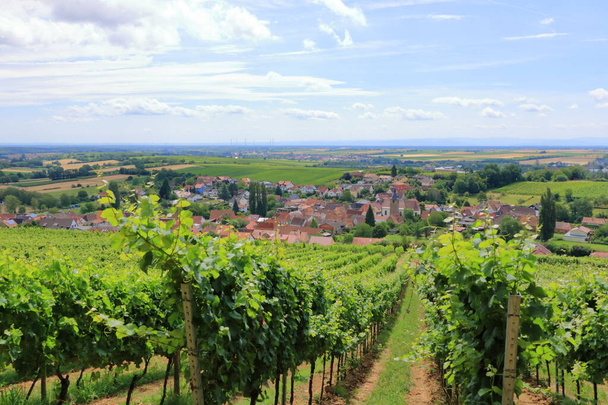 Blick von Weinbergen auf Pleisweiler an der Deutschen Weinstraße in der Pfalz - Foto, Bild